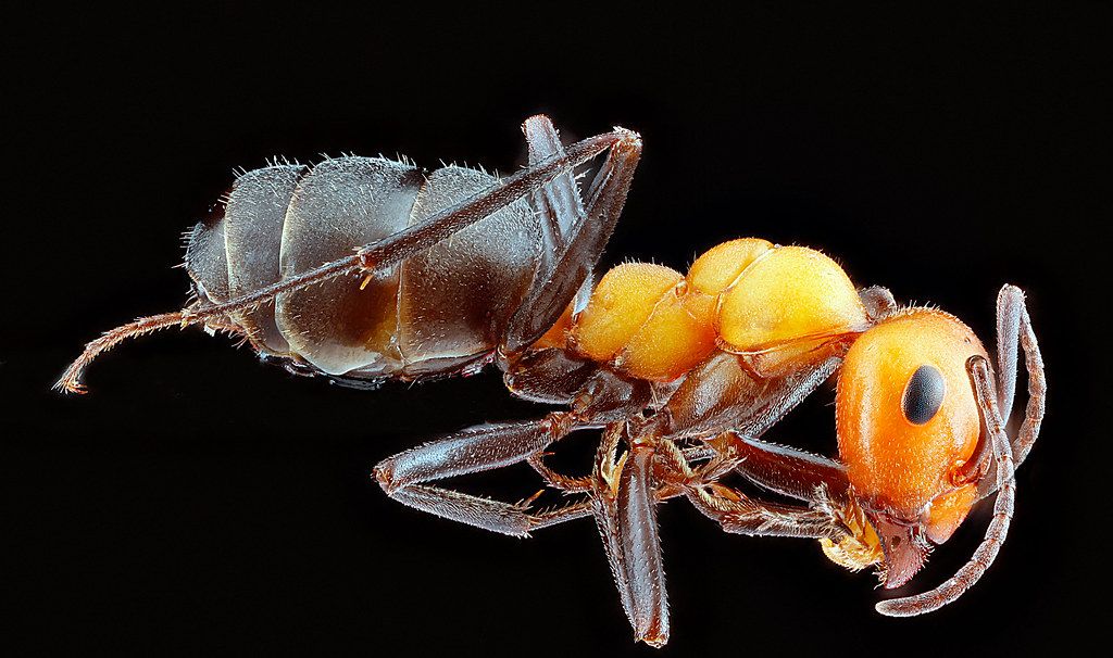 Ant Control service in Country Club, FL