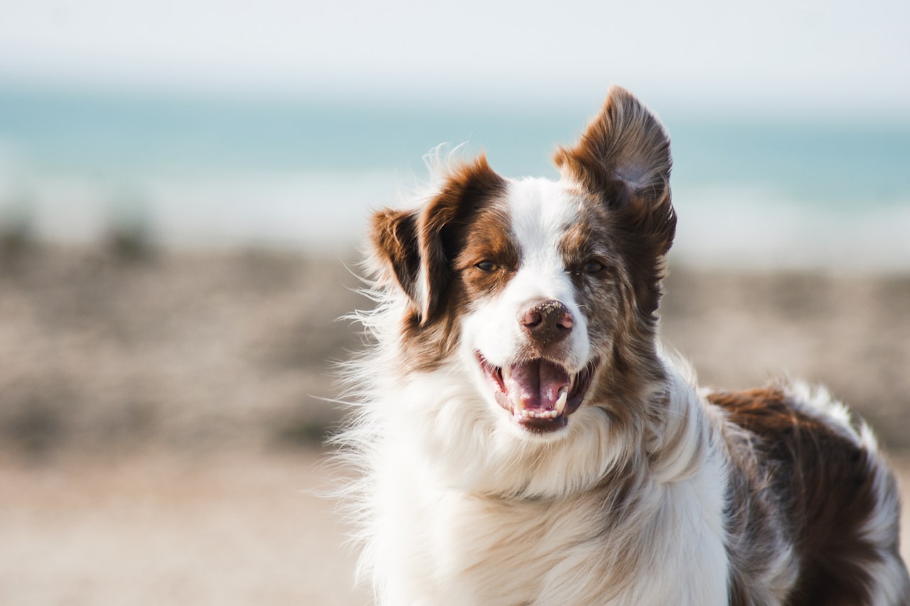 Flea & Tick Control service in Country Club, FL